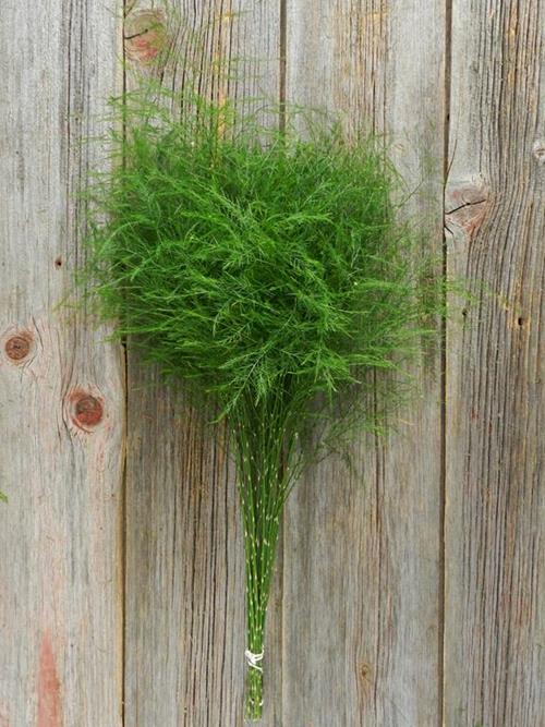 TREE FERN   GREENS